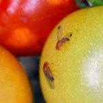 Drosophila suzukii, commonly called the spotted wing drosophila or fruit fly