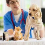 Where Healthcare is a Pet Subject